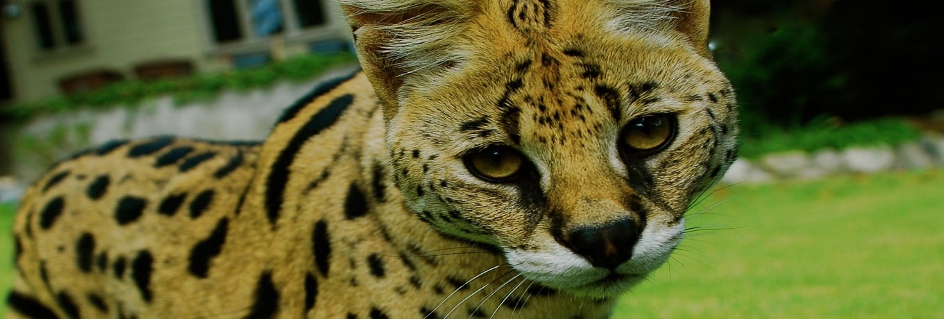 Zoo